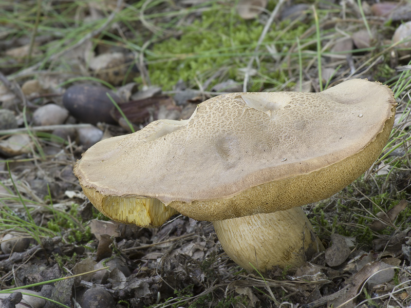 Aureoboletus moravicus